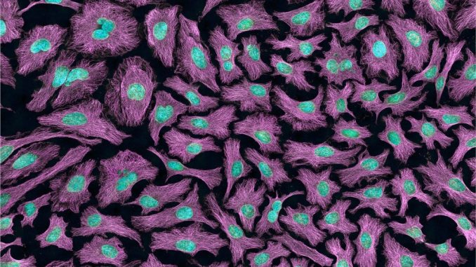 cells croissance des cellules